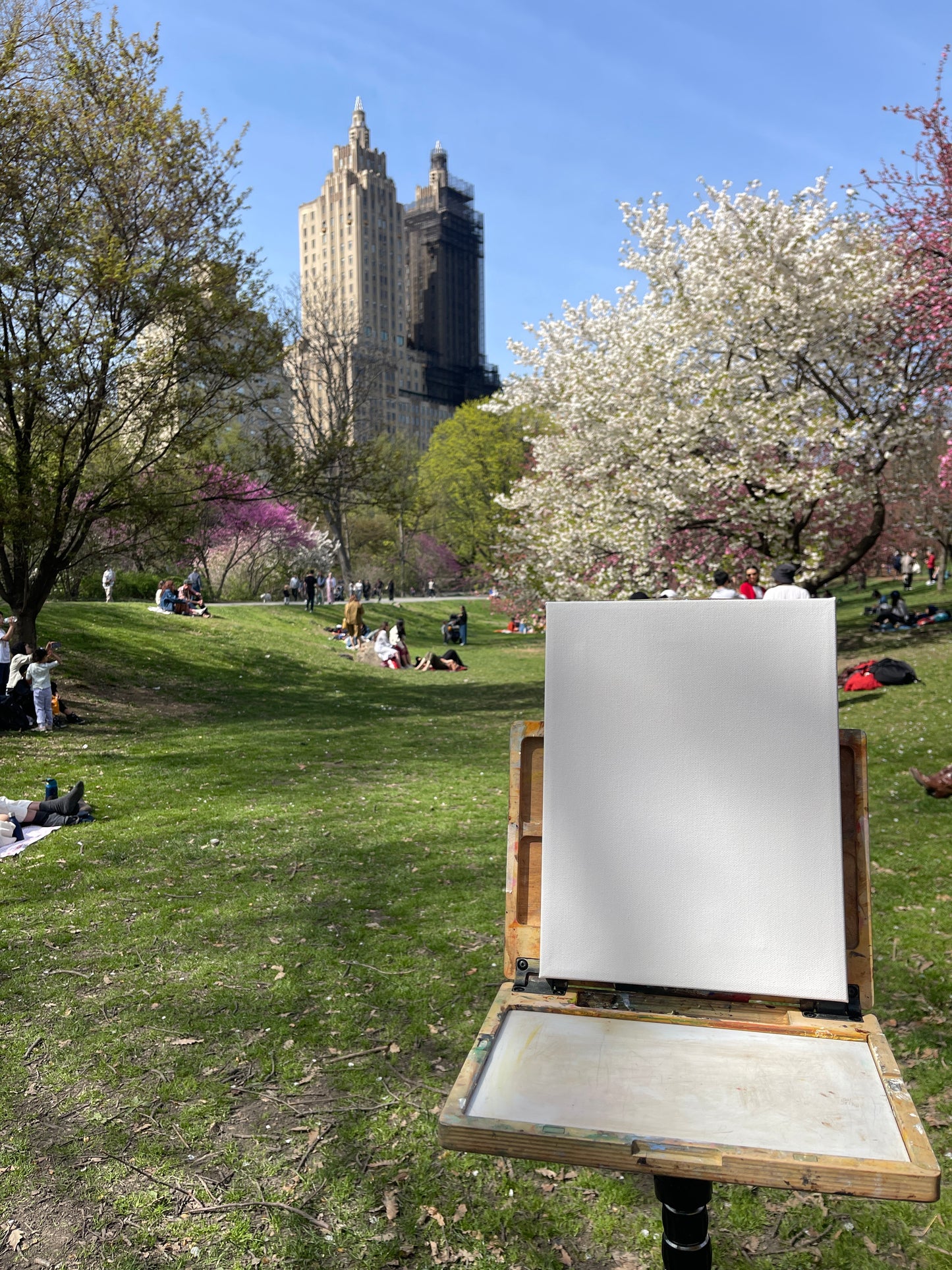 Cherry Blossoms at Central Park