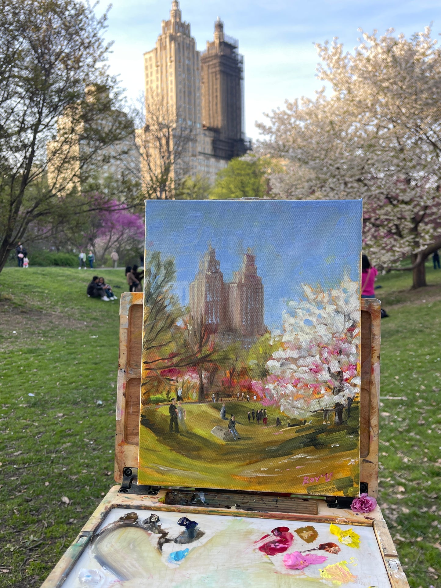 Cherry Blossoms at Central Park