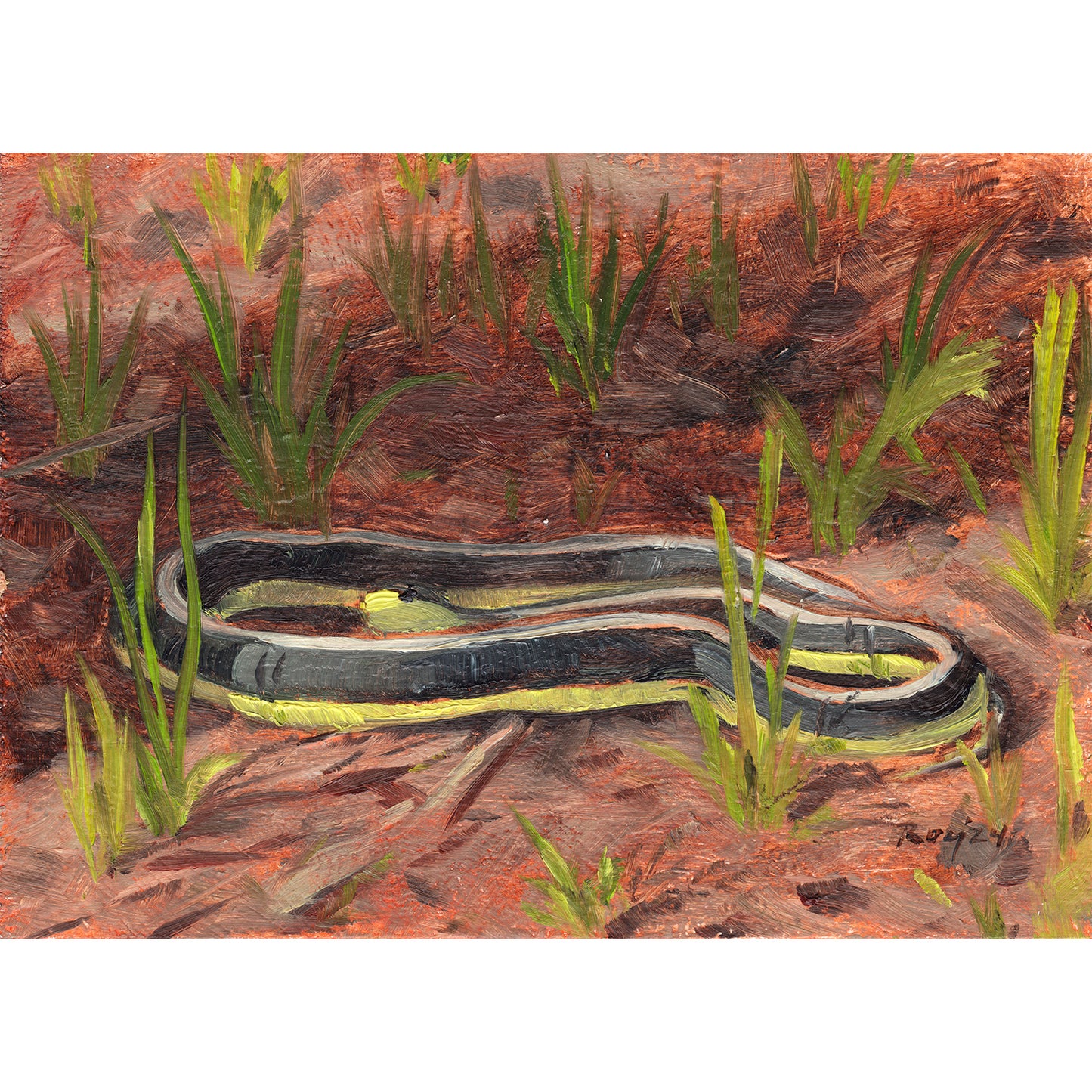 Garter Snake at Sunrise