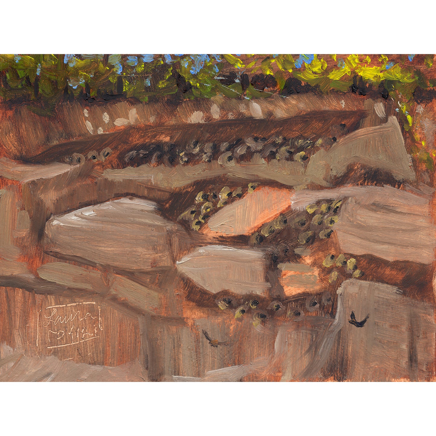 Swallow Colony