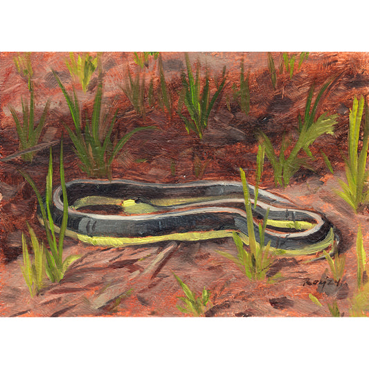 Garter Snake at Sunrise