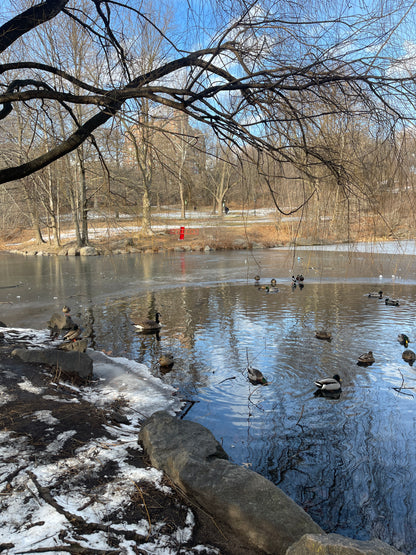 Path to The Pool, Central Park