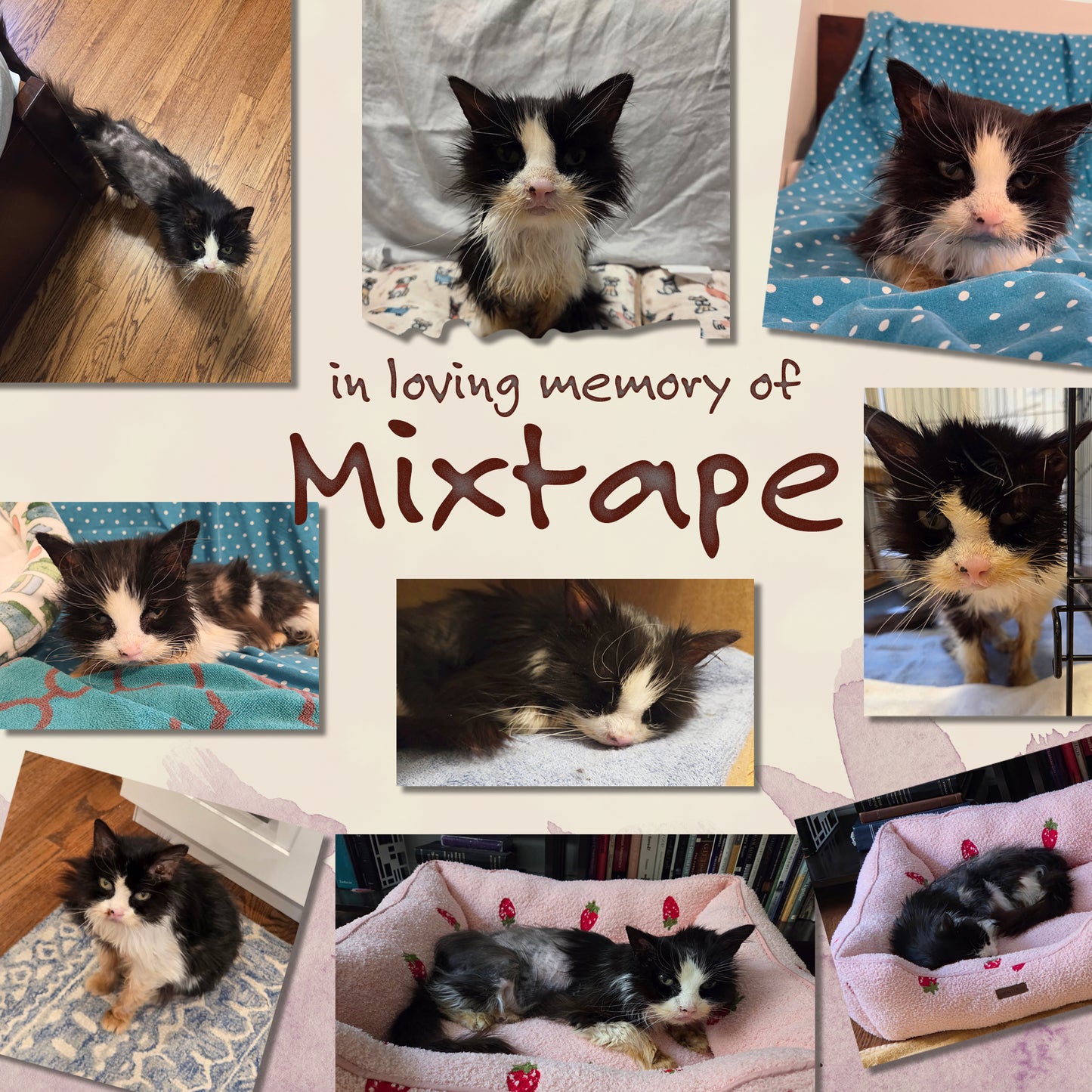 2026 Cats Mini Calendar - Mixtape Rescue Cats Edition