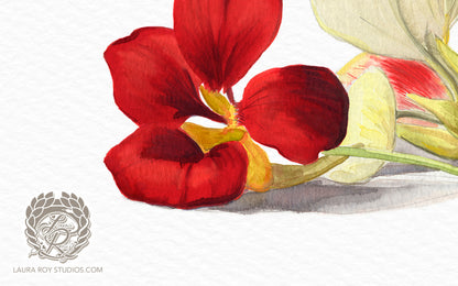 Nasturtiums Watercolor Art Print – Edible Flower Duo Illustration, Colorful Kitchen Wall Decor