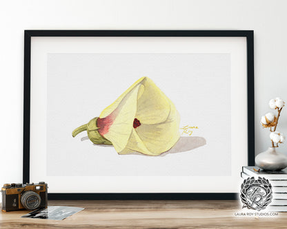 Okra Flower Watercolor Art Print – Delicate Botanical Illustration, Southern Kitchen Decor