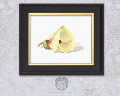 Okra Flower Watercolor Art Print – Delicate Botanical Illustration, Southern Kitchen Decor