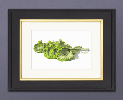 Cabbages (Set of 4) Watercolors | Giclée Prints