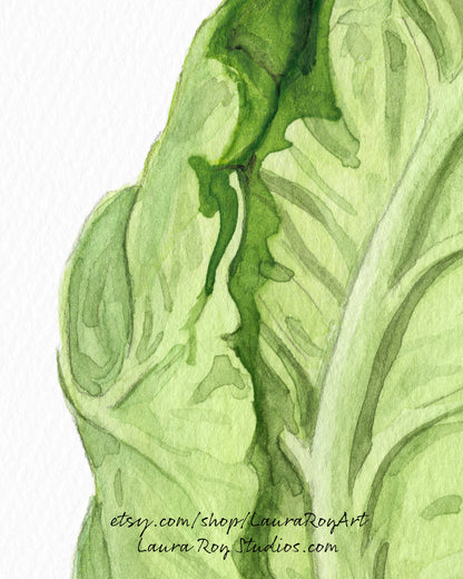 Green Savoie Cabbage Watercolor | Giclée Print