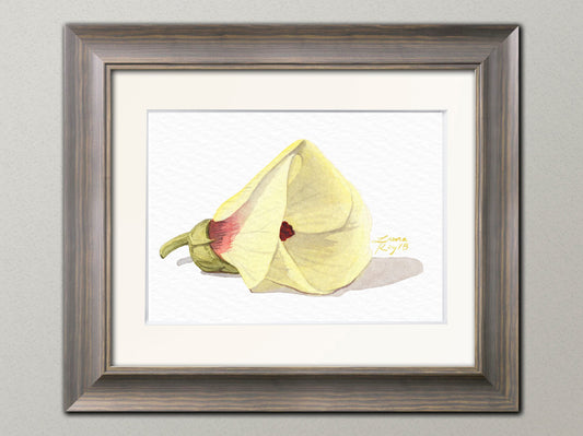 Okra Flower Watercolor | Giclée Print